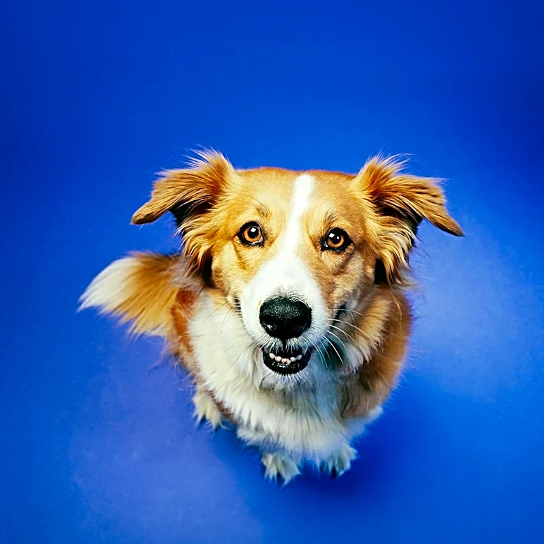Embark's Dog DNA Test: Advancing Genetic Insights for Breeders