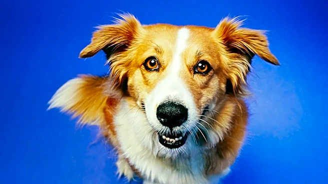 Embark's Dog DNA Test: Advancing Genetic Insights for Breeders