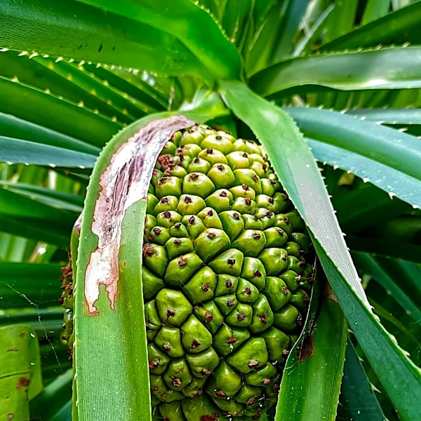 Saw Palmetto Supplements: Evaluating Benefits and Research for Men's Health