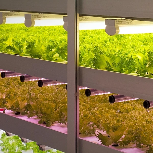 U.S.-Based Oishii Farm Opens R Facility in Tokyo to Boost Agricultural Innovation