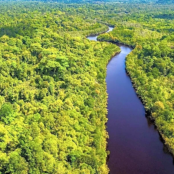 Mombak Delivers Amazon Carbon Credits Two Years Early to Symbiosis Coalition