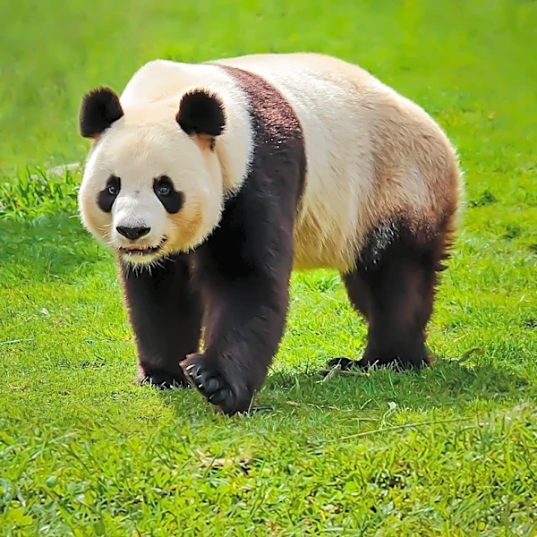 Giant Panda Bao Li Celebrates Fifth Birthday at Smithsonian's National Zoo