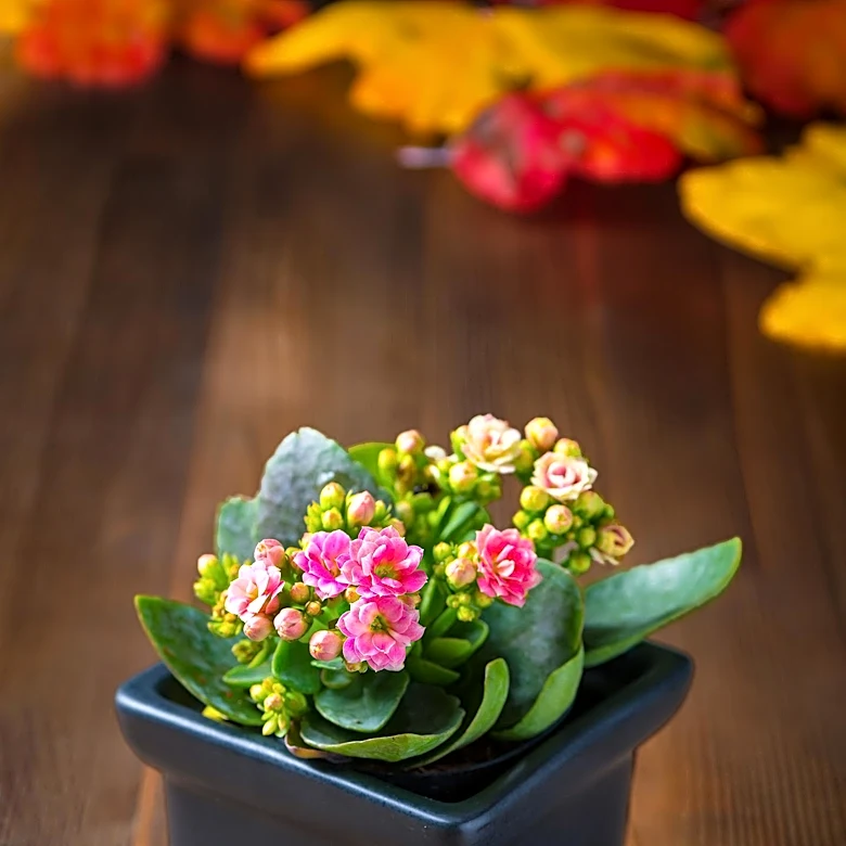 Best Fall Flowers to Enhance Your Garden's Autumn Appeal