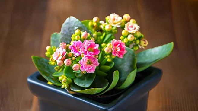 Best Fall Flowers to Enhance Your Garden's Autumn Appeal