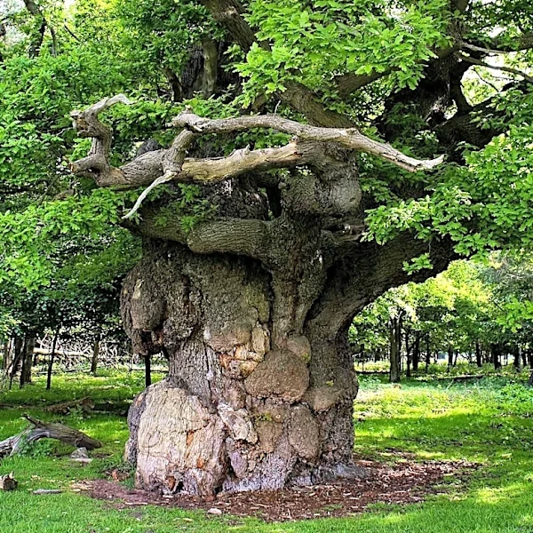 New Jersey's Historic 'Kissing Tree' Faces Threat from Terminal Fungus