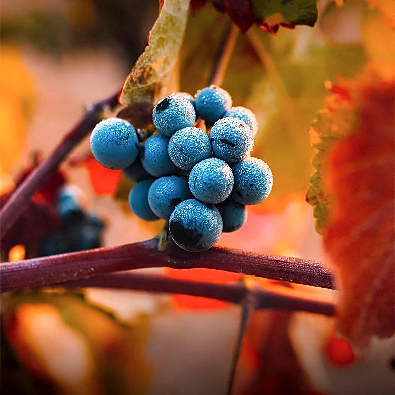 Finger Lakes Wine Producers Face Challenges Amid Frost and Changing Consumer Habits