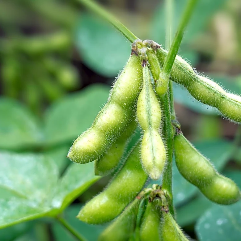 Soybean Prices Decline Amid Mixed Market Signals