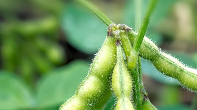 Soybean Prices Decline Amid Mixed Market Signals