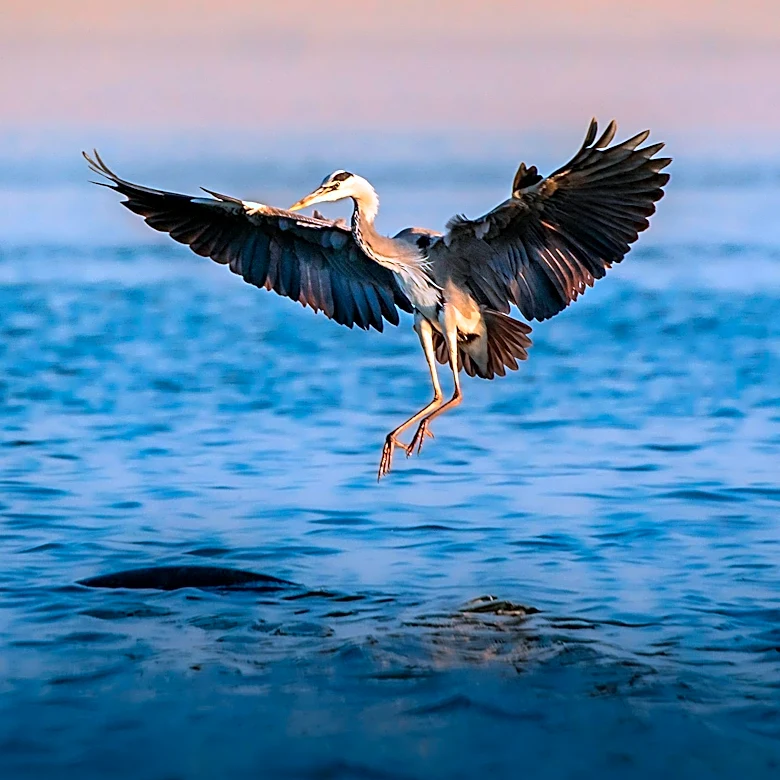 Sophy Romvari's 'Blue Heron' Celebrated for Emotional Authenticity in Independent Cinema