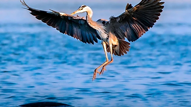 Sophy Romvari's 'Blue Heron' Celebrated for Emotional Authenticity in Independent Cinema