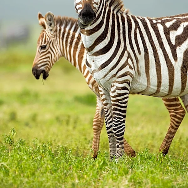 Wild Zebra Secures $6 Million to Expand AI Learning Platform for Students