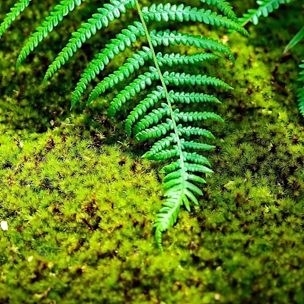 Garden Expert Shares Tips for Thriving Ferns Throughout the Season