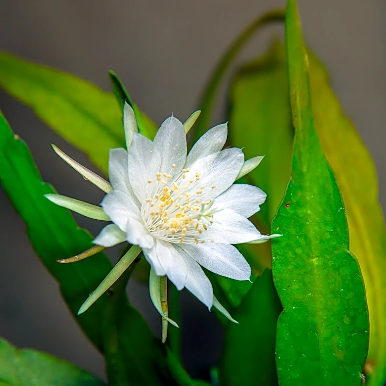 Thanksgiving Cactus Care Tips for August to Ensure Holiday Blooms