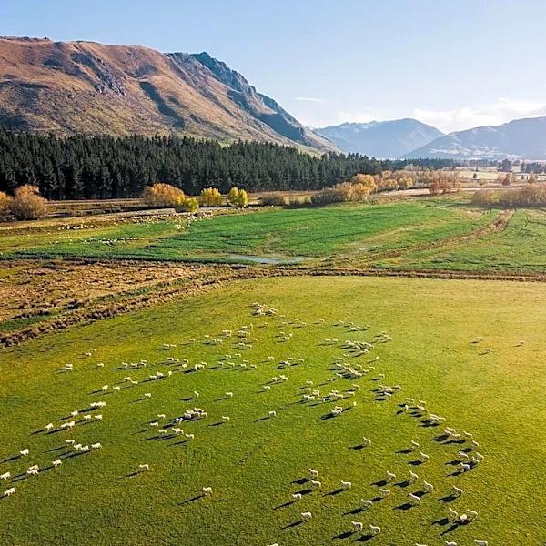 Minnesota Solar Farm Utilizes Sheep for Vegetation Management
