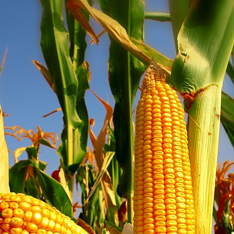 Favorable Weather and Higher Yield Estimates Impact Corn Market