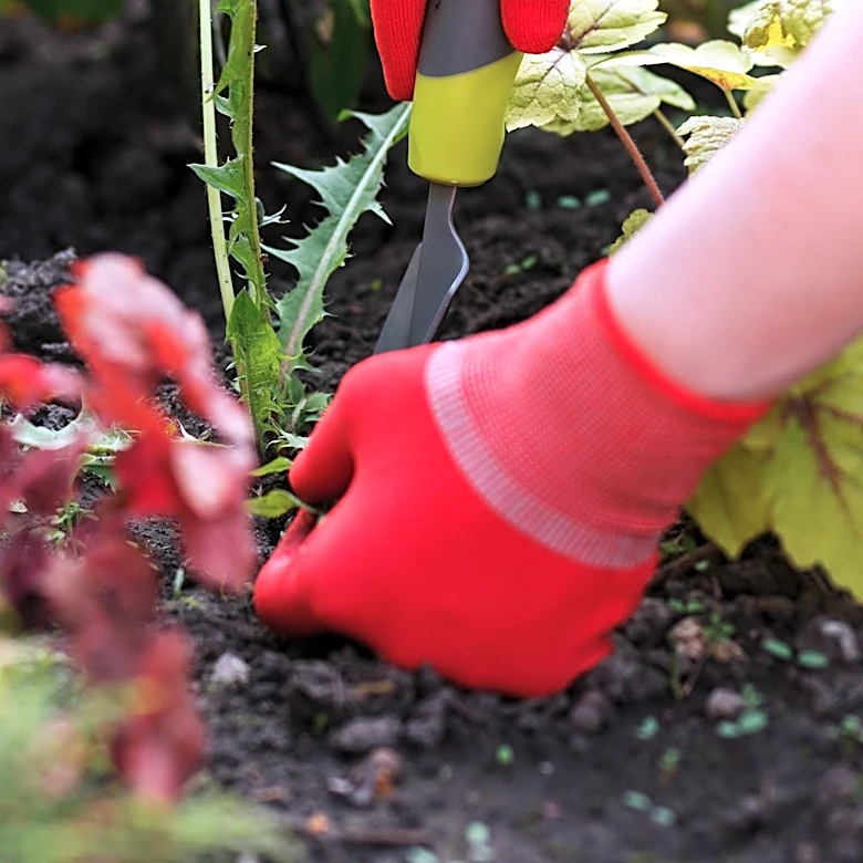 Hand Weeder Tool Offers Effective Solution for Gravel Driveway Weed Removal