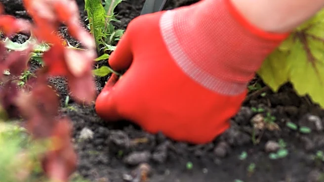 Hand Weeder Tool Offers Effective Solution for Gravel Driveway Weed Removal