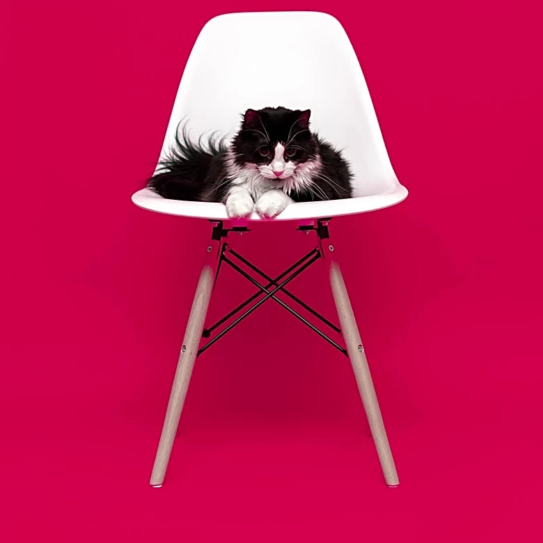 St. Paul's Purrniture Cat Furniture Shop Expands Amid Growing Demand