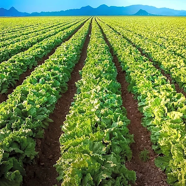 Food Giants Implement Strategies to Mitigate El Niño's Impact on Supply Chains