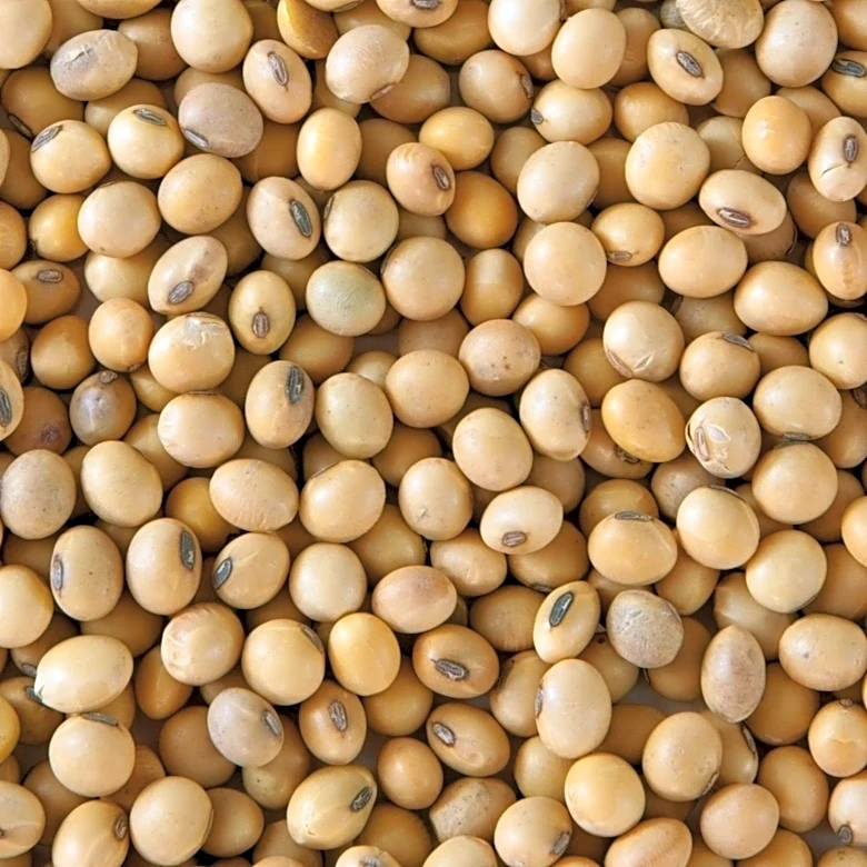 U.S. Soybean Prices Rise Amid Chinese Buying Rumors