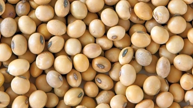 U.S. Soybean Prices Rise Amid Chinese Buying Rumors