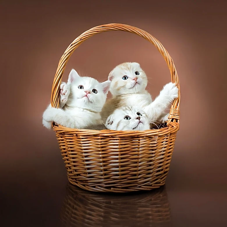 Guide to Fostering Newborn Kittens: Expert Tips for Saving Lives