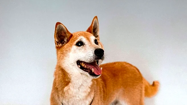 Paws Inu Launches on Robinhood Chain, Emphasizing Meme Token Culture
