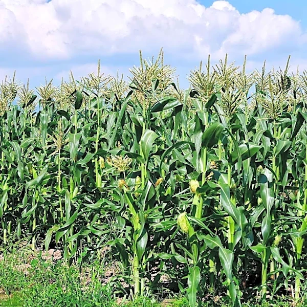 StoneX Survey Predicts Trend Corn Yield Ahead of USDA WASDE Report