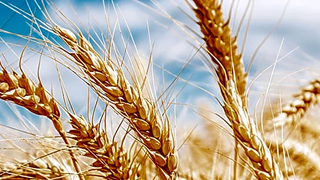 Wheat Prices Decline Across U.S. Markets Amid Export Sales Data Release