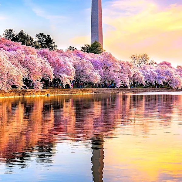 Elefest and Other Events Highlight DC Area Weekend Activities