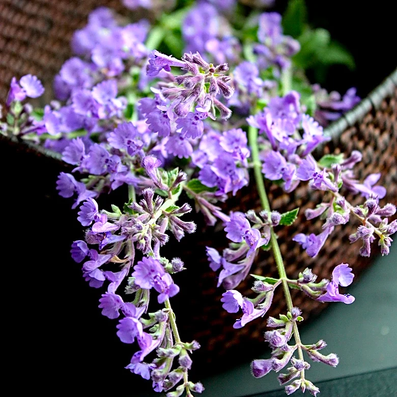 Catmint Emerges as a Popular Lavender Alternative with Extended Bloom Time