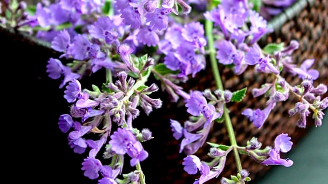 Catmint Emerges as a Popular Lavender Alternative with Extended Bloom Time