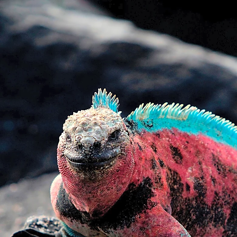 HBO's 'Monsters of God' Explores Illegal Exotic Reptile Trade