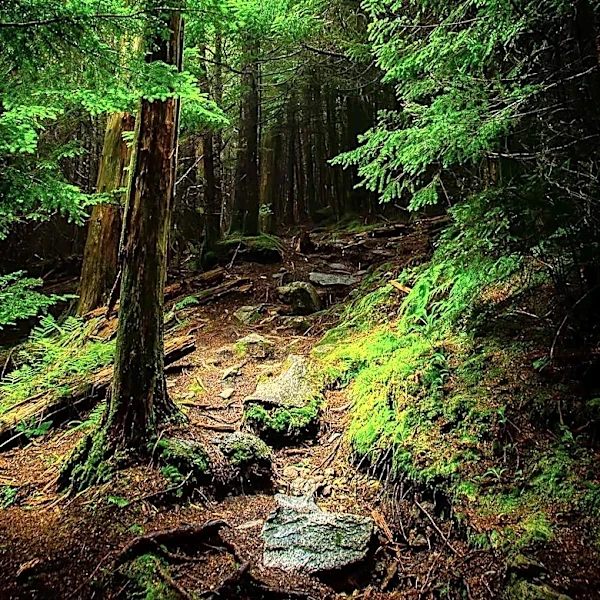 Myles Standish State Forest Offers Secluded Natural Retreat Near Boston