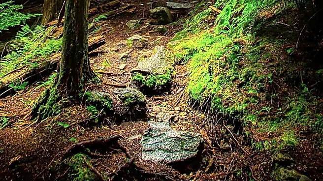 Myles Standish State Forest Offers Secluded Natural Retreat Near Boston