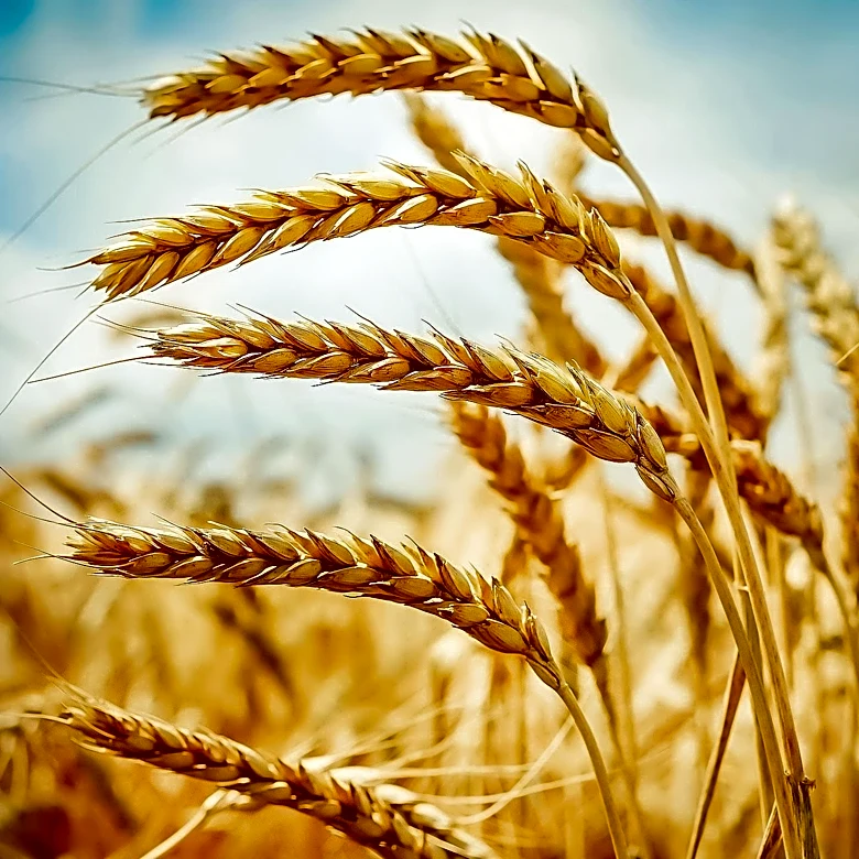 Wheat Prices Decline Amid Strong Export Sales and Global Supply Adjustments