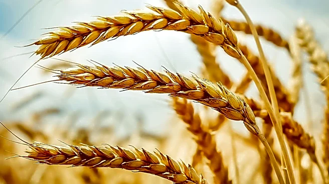 Wheat Prices Decline Amid Strong Export Sales and Global Supply Adjustments