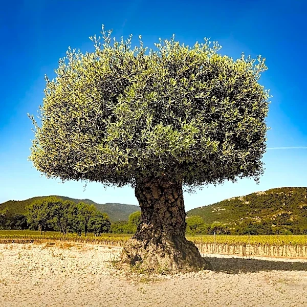 Ancient Olive Tree in Crete: A Living Link to the Minoan Civilization
