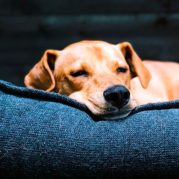 Datadog's Stock Declines Despite Strong Revenue Growth and Raised Outlook