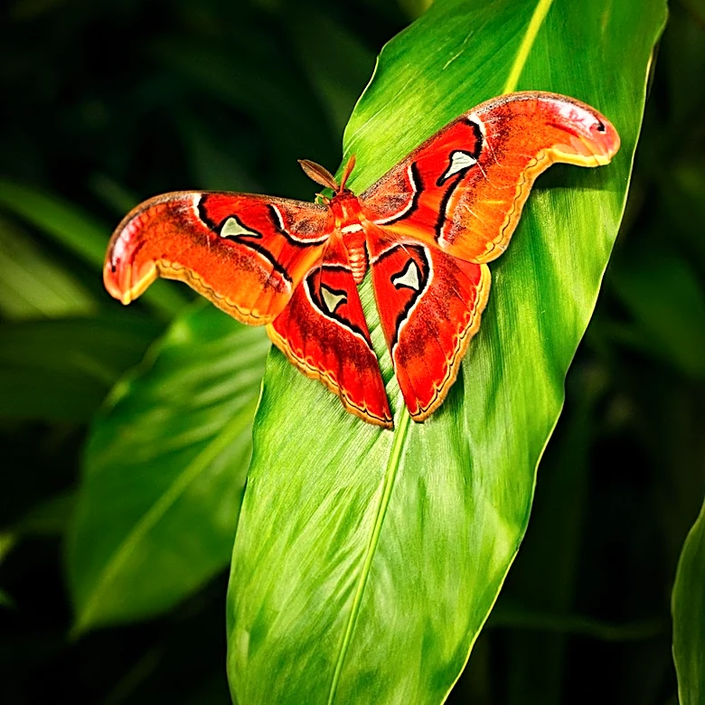 The Moth Nature Writing Prize 2026: Encouraging Global Literary Talent