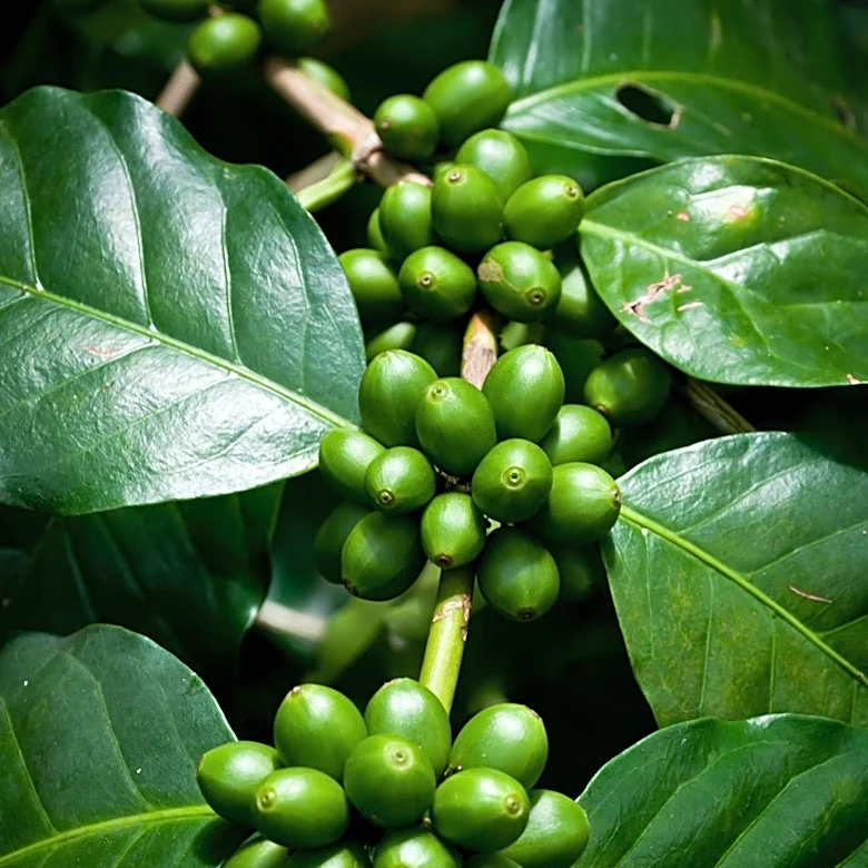 Arabica Coffee Prices Surge Due to Dollar Weakness and Low Inventories