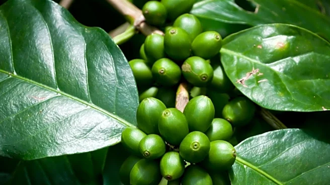 Arabica Coffee Prices Surge Due to Dollar Weakness and Low Inventories
