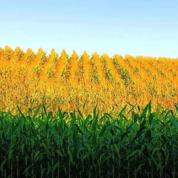 Illinois Crop Update: Weather Conditions Improve Crop Outlook