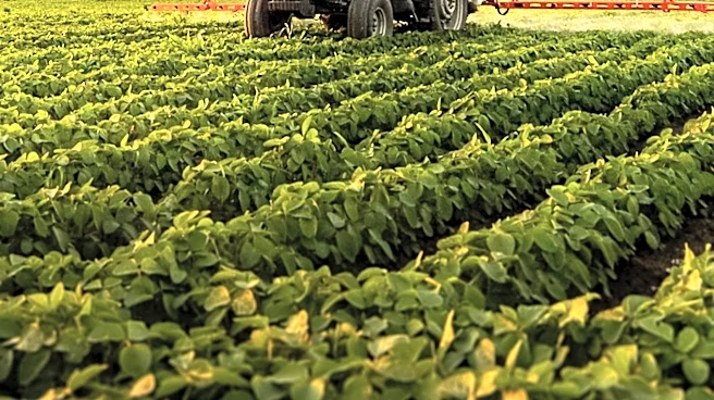 Purdue Survey Reveals Divergent Sentiments Among Crop and Livestock Producers