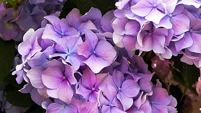 August Care Tips for Hydrangeas to Ensure Bigger Blooms Next Year