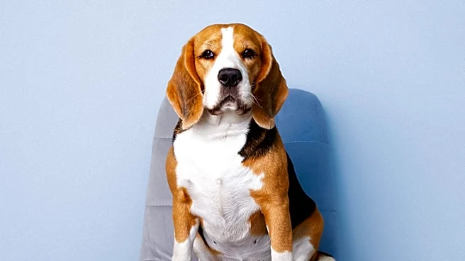 Gene-Edited Beagles May Be Future of Allergy-Free Dogs, Company Claims