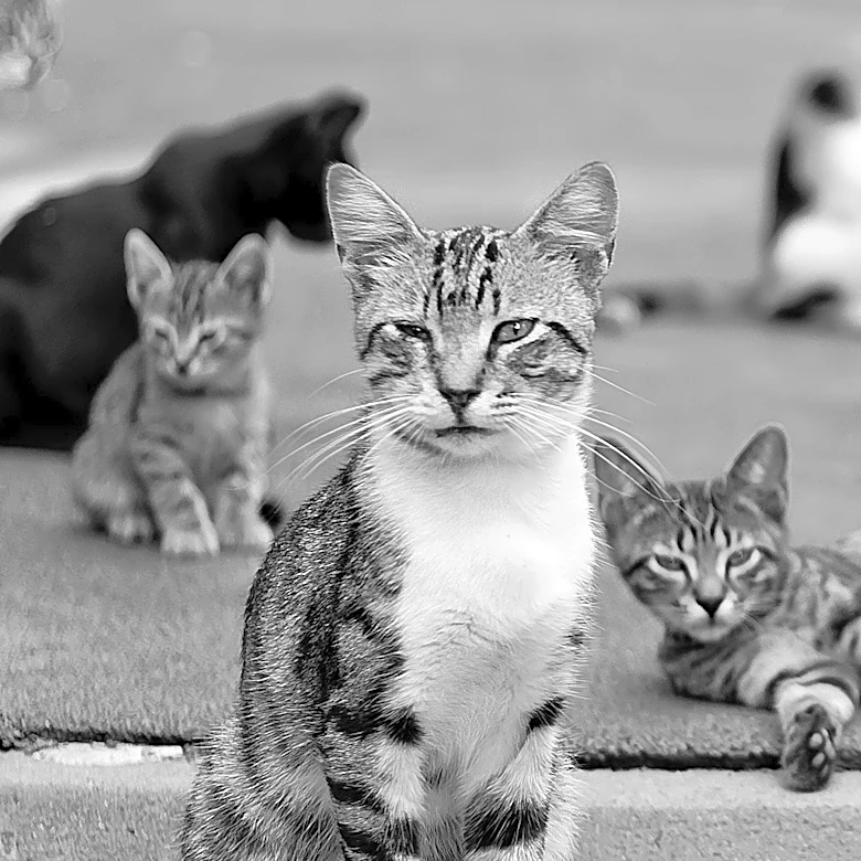 Lincoln Square Cat Tour Celebrates Feline Residents in Chicago