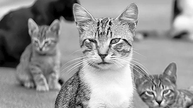 Lincoln Square Cat Tour Celebrates Feline Residents in Chicago