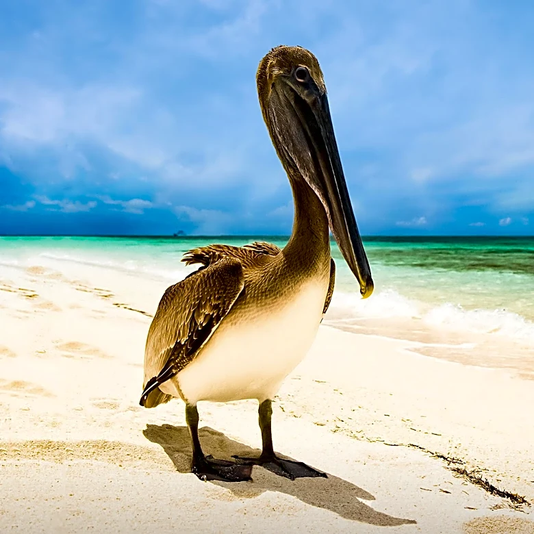 Photographer Emma Parker's Pelican Image Earns Recognition at Australian Photography Awards