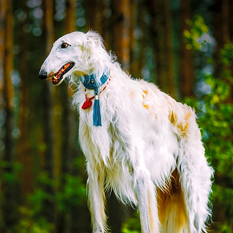 Borzoi Dog Cleo Frances Gains Popularity for Unique Expressions